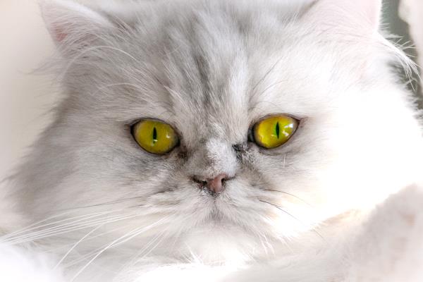 /Images/uploads/Humane Society of Utah/HSU2018/entries/4116thumb.jpg